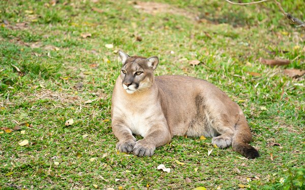 Comment organiser une expédition pour observer les pumas dans le parc national Torres del Paine, Chili : conseils et périodes ?